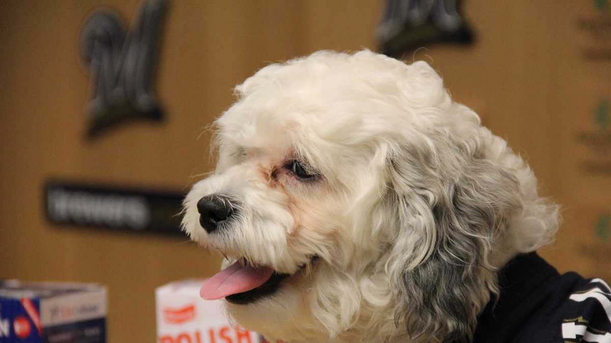 Hank the ballpark pup is still Hank. The Brewers just went all-in