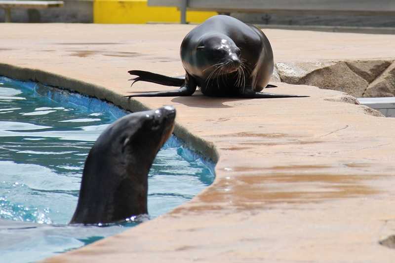 Hundreds of Sea Lions Continue to Occupy Kiddie Beach at Channel