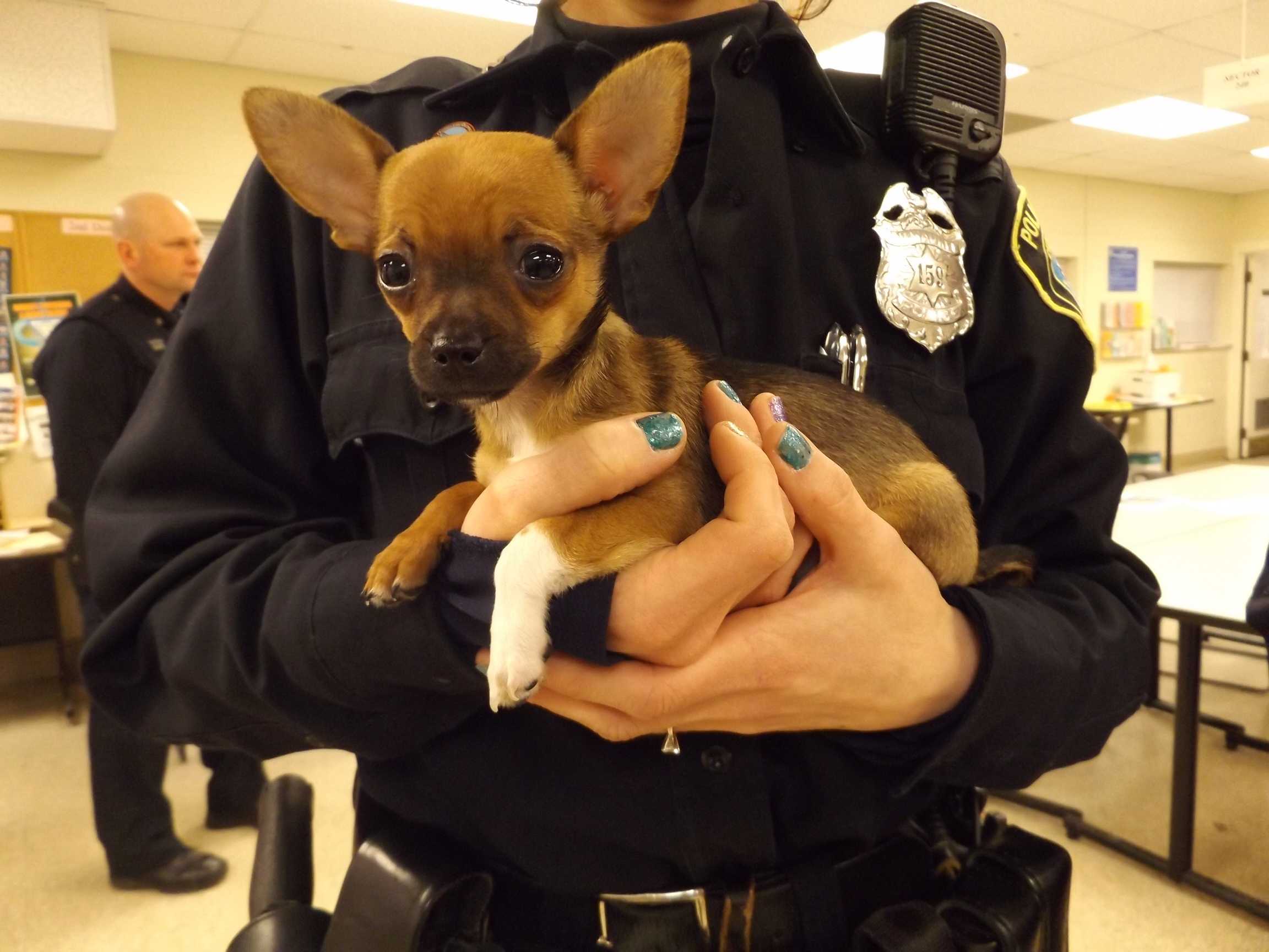 Milwaukee Police Locate Stolen Chihuahua