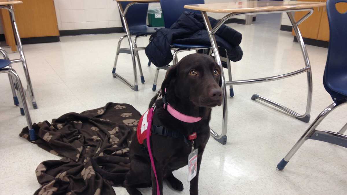 Arrowhead uses therapy dogs to help students during exams