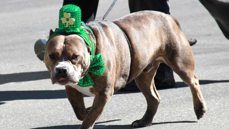 trinity milwaukee st patricks day parade