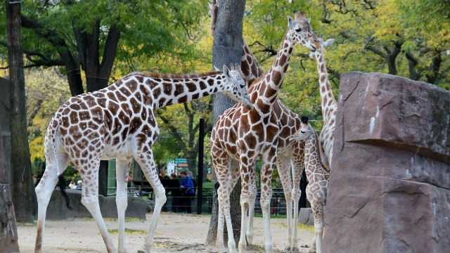 Baby Giraffe' to 'Will the Thrill': The Top 100 nicknames in baseball