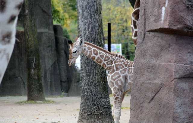 Baby Giraffe' to 'Will the Thrill': The Top 100 nicknames in baseball