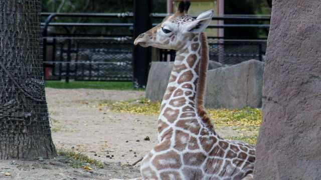 Baby Giraffe' to 'Will the Thrill': The Top 100 nicknames in baseball