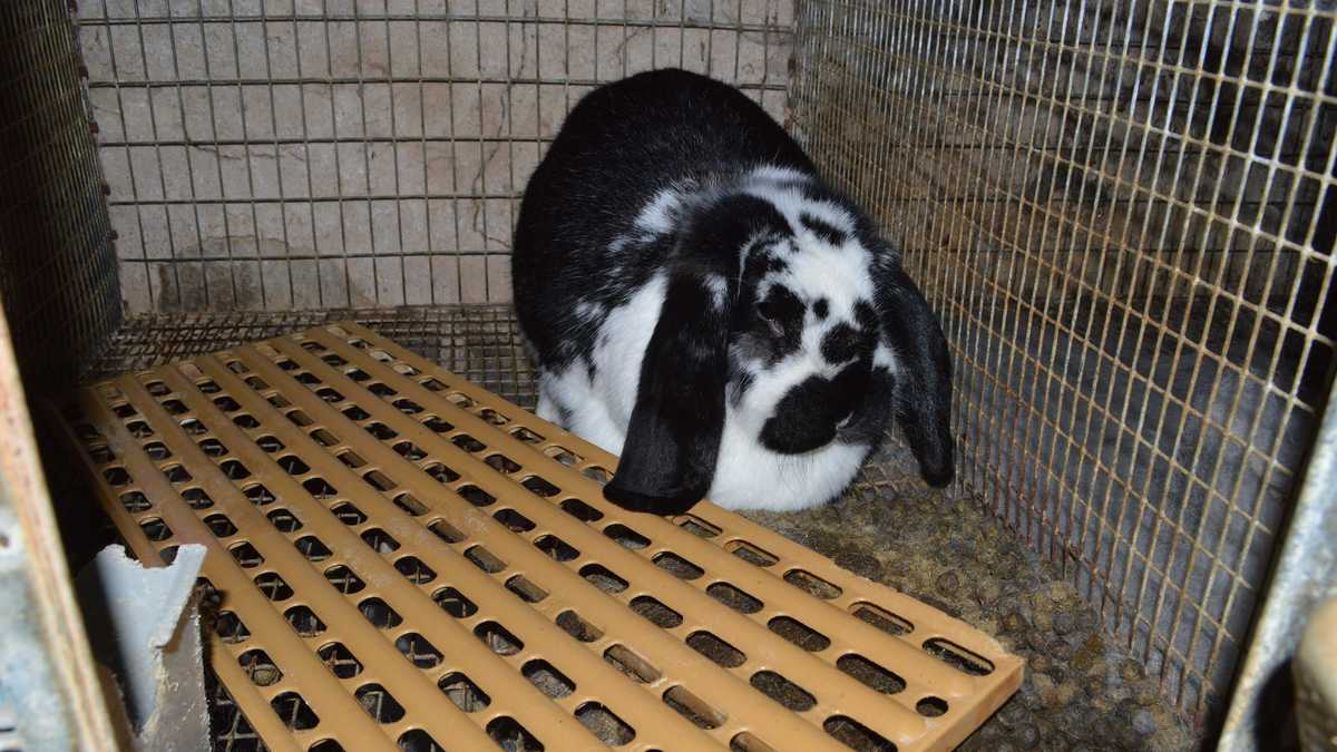 Photos Humane Society rescues rabbits