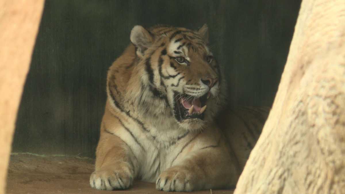 Images: New male tiger at Milwaukee County Zoo