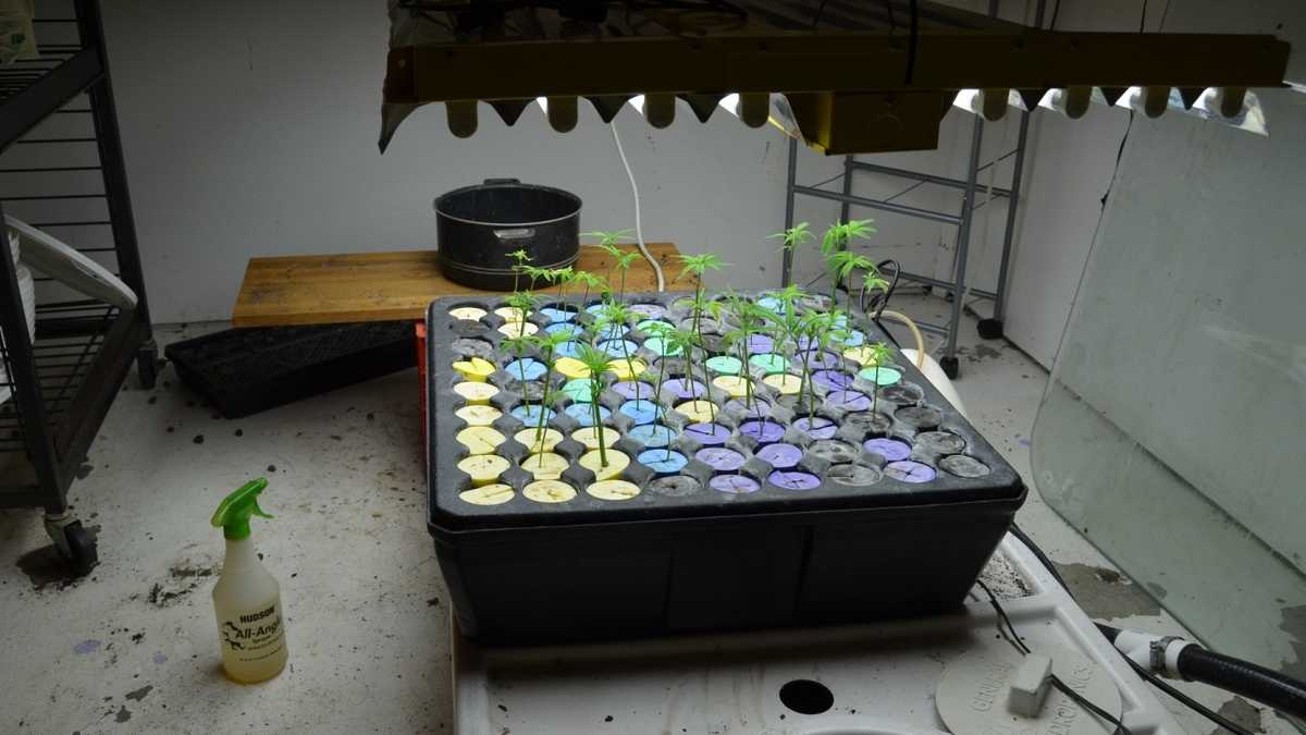 Sheriff's deputies bust marijuana grow house