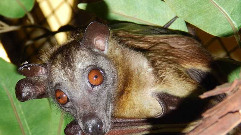 Racine Zoo highlights 'misunderstood animals'