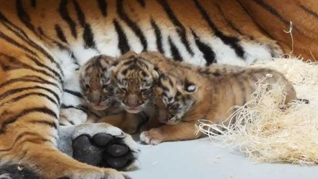 Adorable! Three tiger cubs born at Milwaukee County Zoo