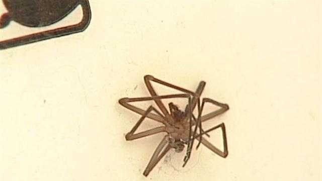 baby brown recluse spiders