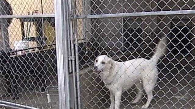 Dog killed, woman injured after attack by another dog