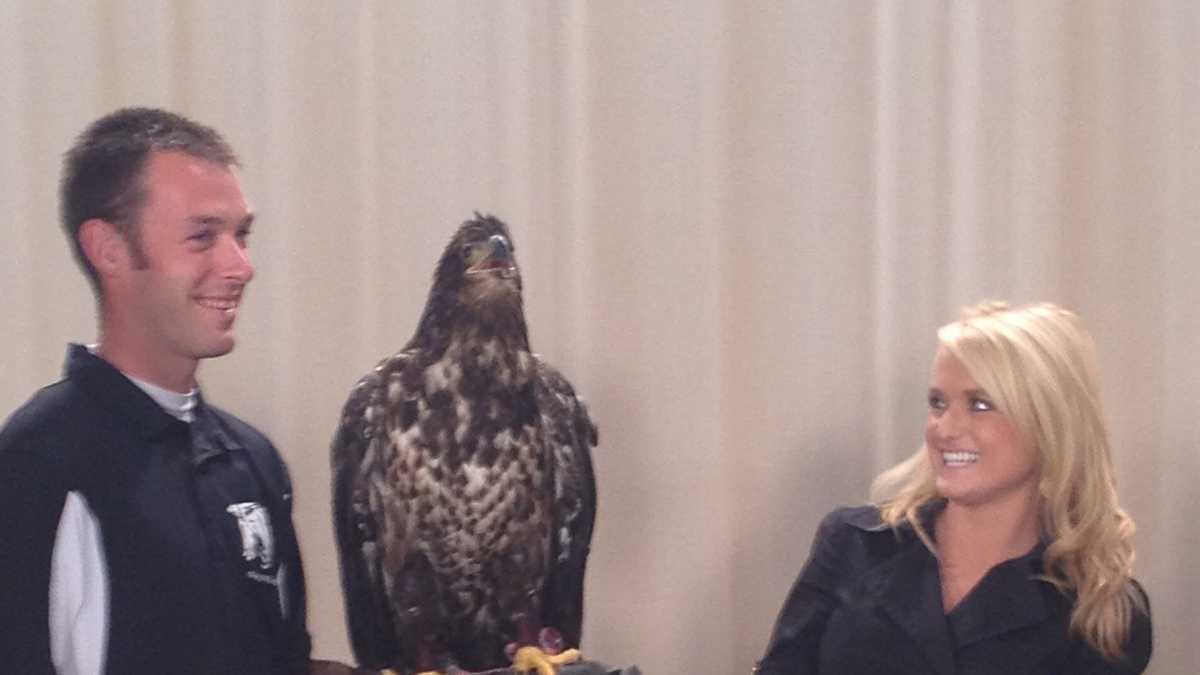 Images Rescued bald eagle stops by WLKY
