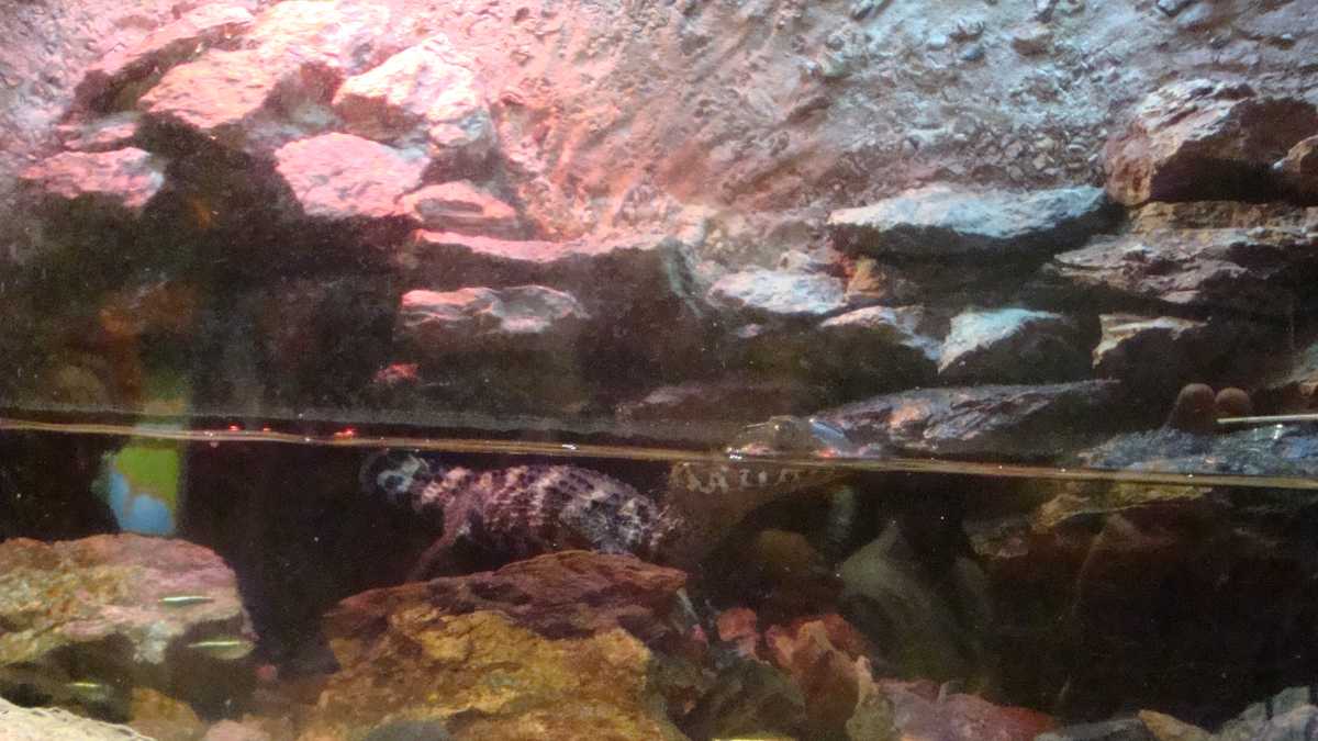 Images Newport Aquarium