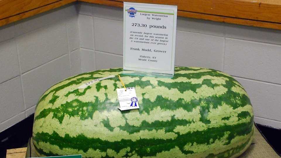 biggest watermelon