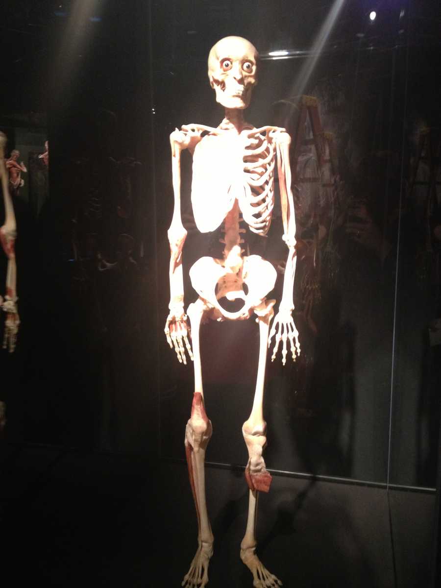 Images Body Worlds Exhibit Opens At Kentucky Science Center images-body-worlds-exhibit-opens-at-kentucky-science-center
