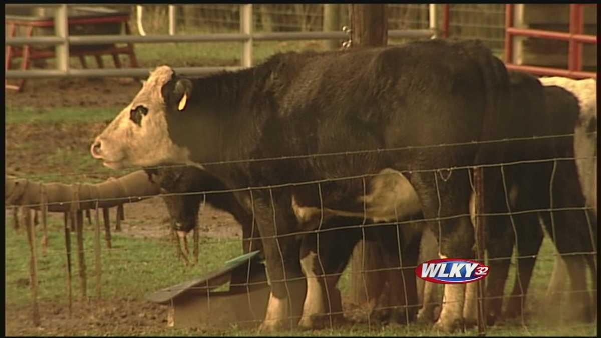 Shelby Co. authorities say dog responsible for attacks on livestock Shelby Co. authorities say dog responsible for attacks on livestock