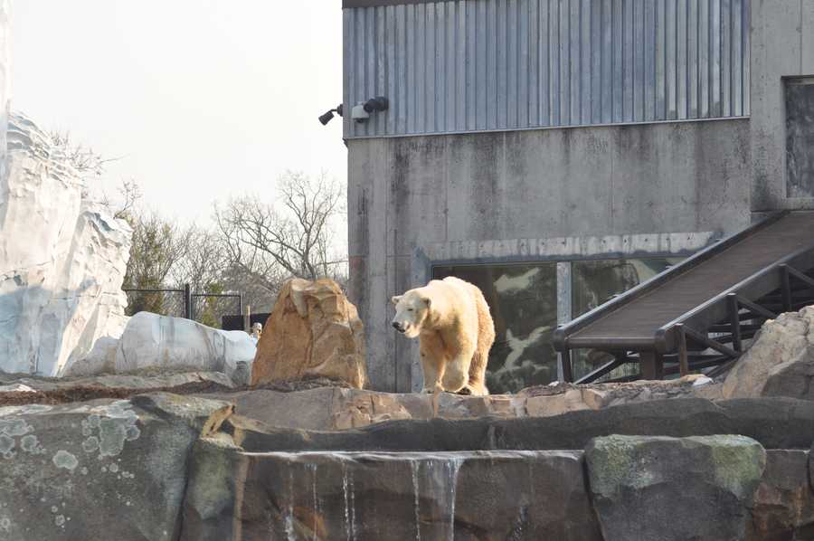 Images Arki the polar bear at the Louisville Zoo