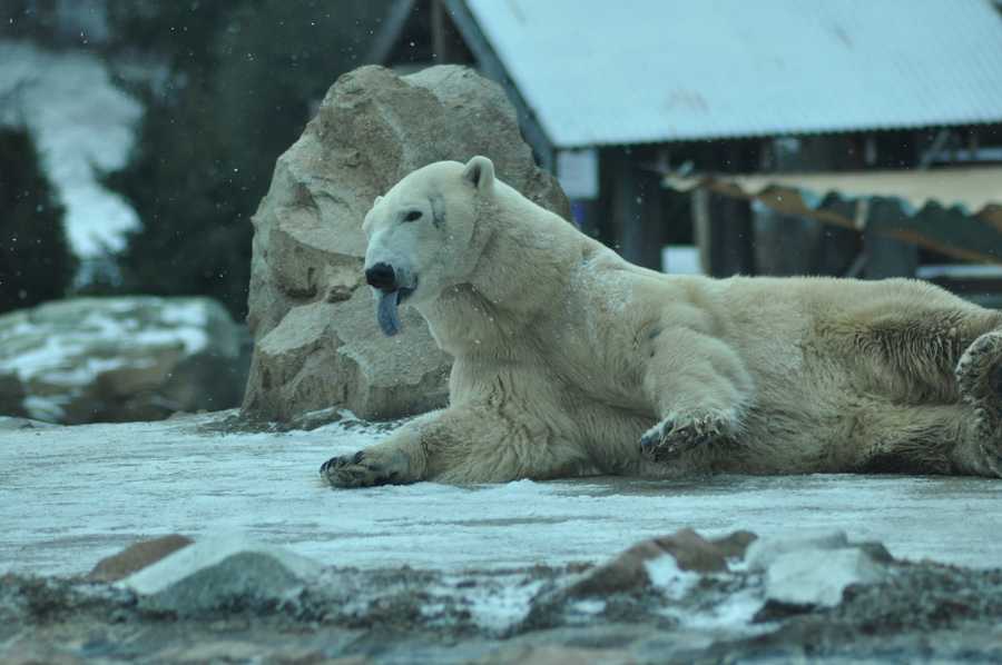 Images Arki the polar bear at the Louisville Zoo