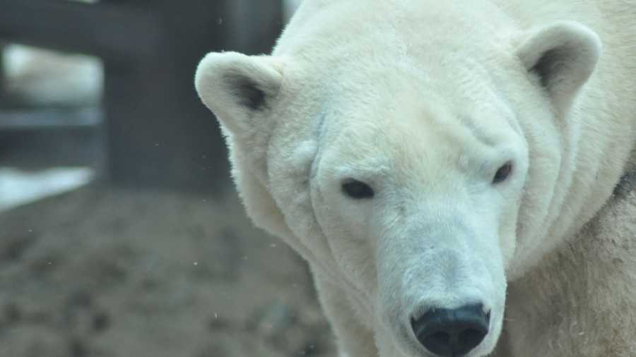 Louisville Zoo's oldest polar bear dies