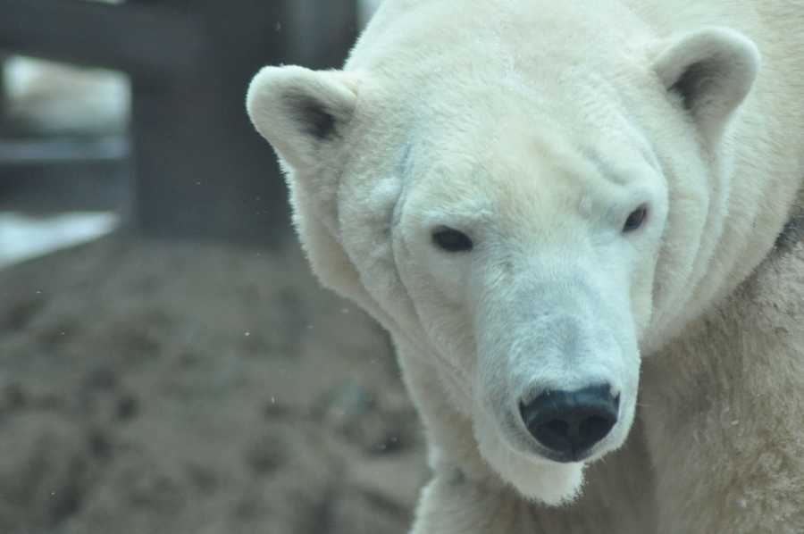 Images Arki the polar bear at the Louisville Zoo