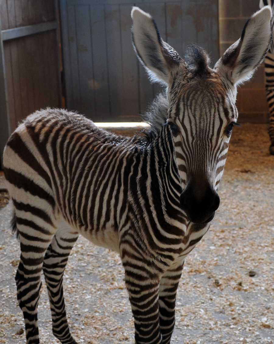 Images: Louisville Zoo's baby zebra