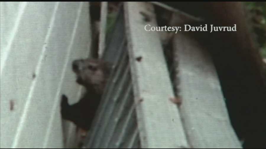 Fishercat? Capybara? Mysterious animal attacks man's dogs