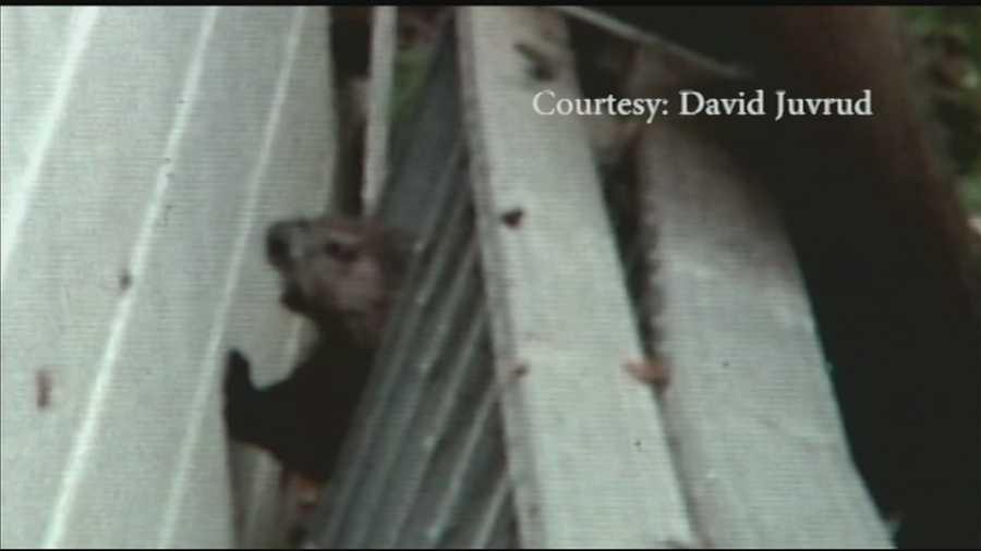 Fishercat? Capybara? Mysterious animal attacks man's dogs Fishercat? Capybara? Mysterious animal attacks man's dogs