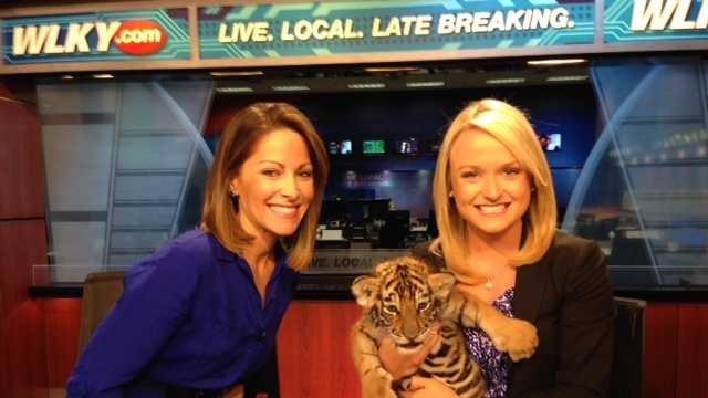 Some adorable tiger cubs stopped by for a visit at WLKY