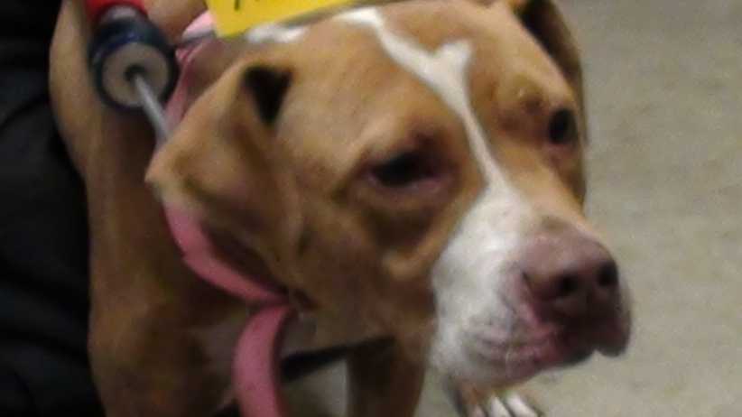 Man charged with multiple counts of animal cruelty appears in court