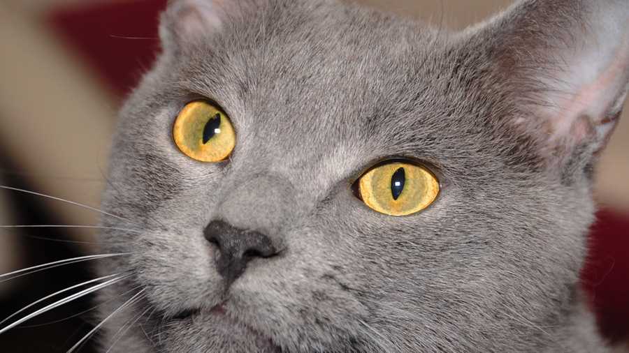 Local Animal Shelters Waive Adoption Fees For Cats Nov 15 17
