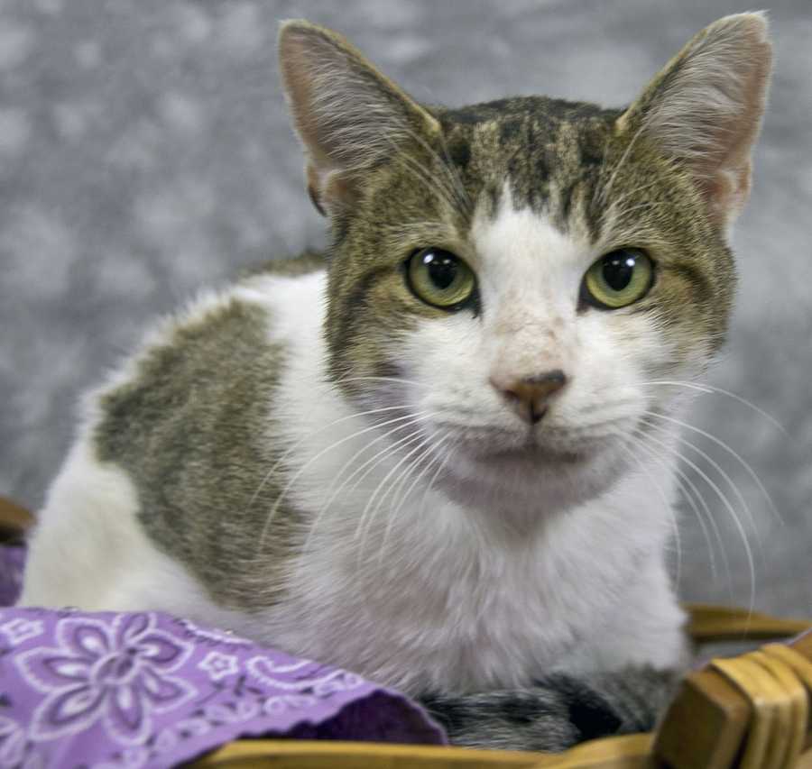 Images Adoption fees waived on cats Nov. 1517