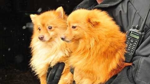 Dogs, cats seized in puppy mill raid available for adoption