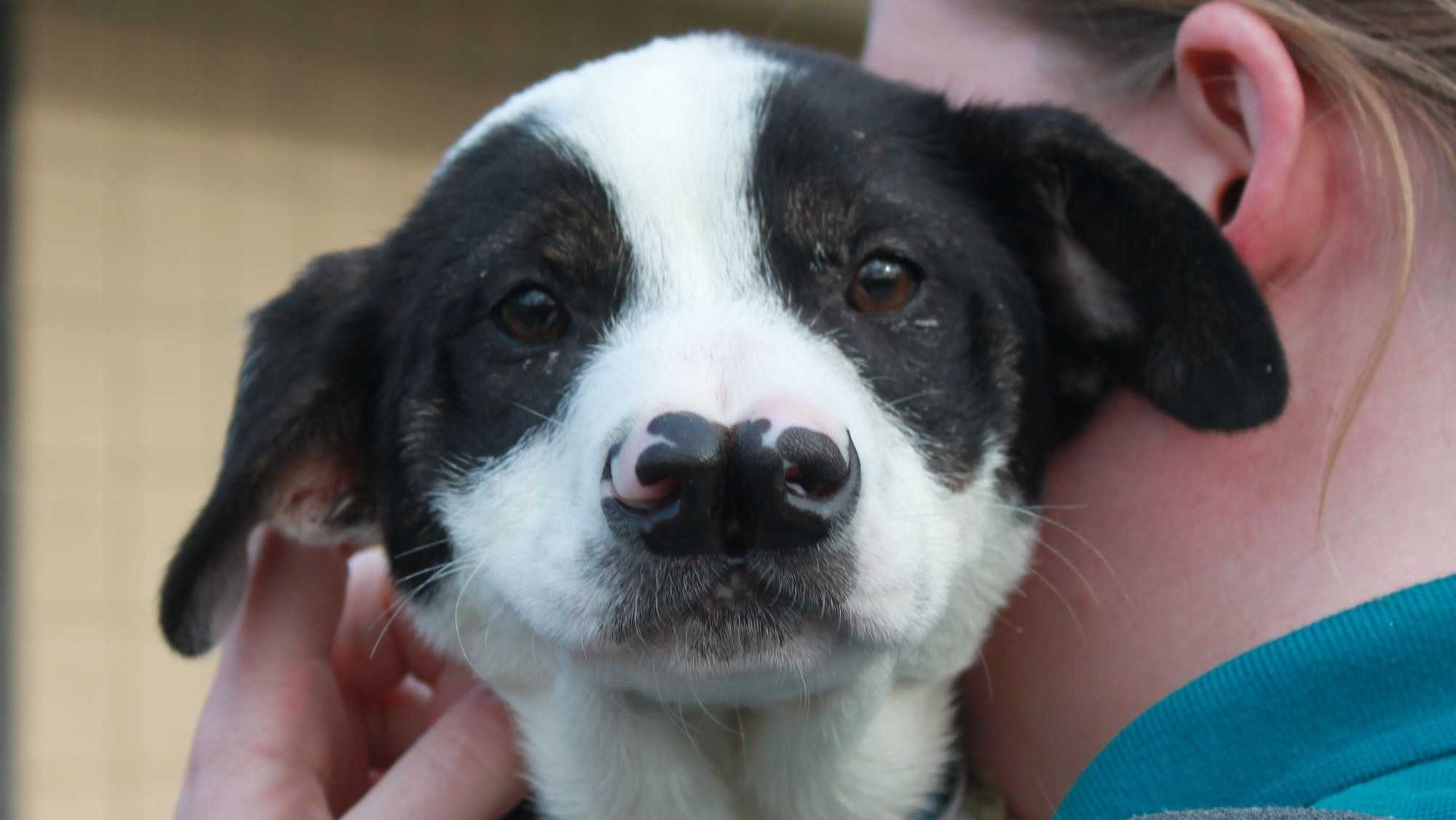 Dog with clearance two noses