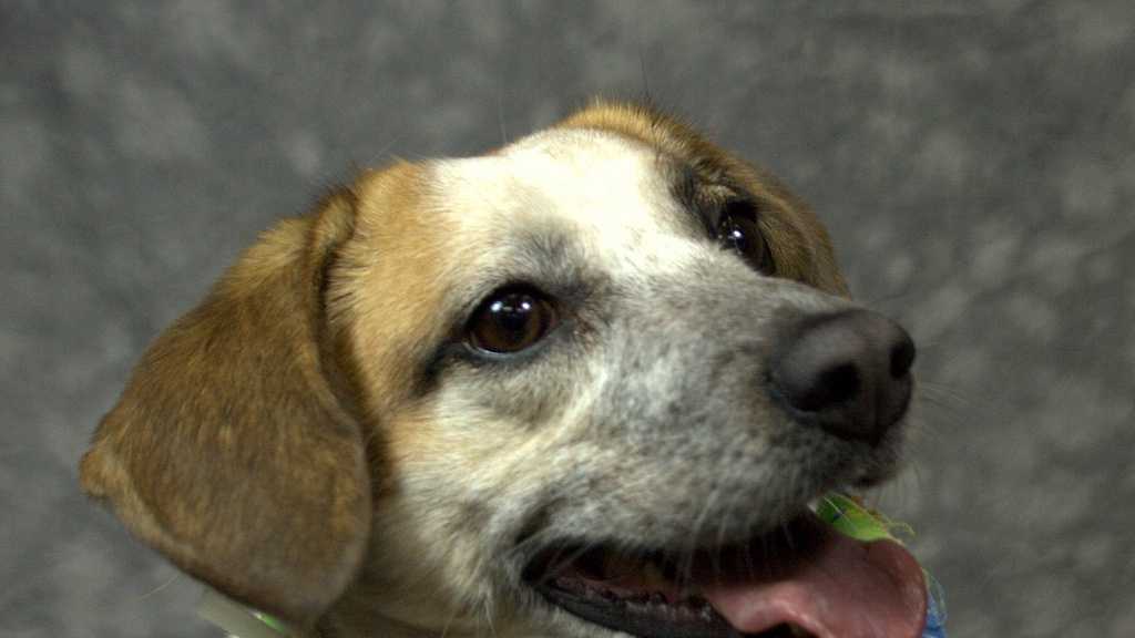 Images Dogs over 40 lbs. only 40 April 2427