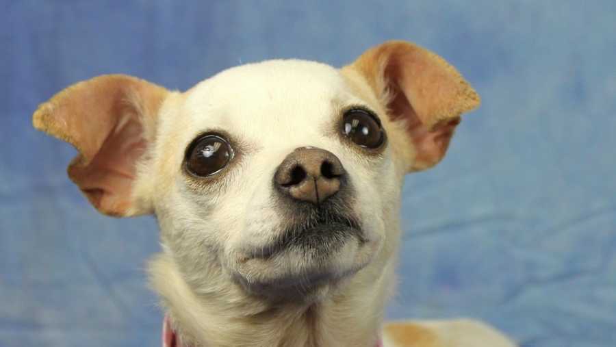 On Monday, May 5, all Chihuahuas and Chihuahua mixes qualify for a one-day $50 off special and Lizzie is looking for a new home!Click here to see other adoptable pets