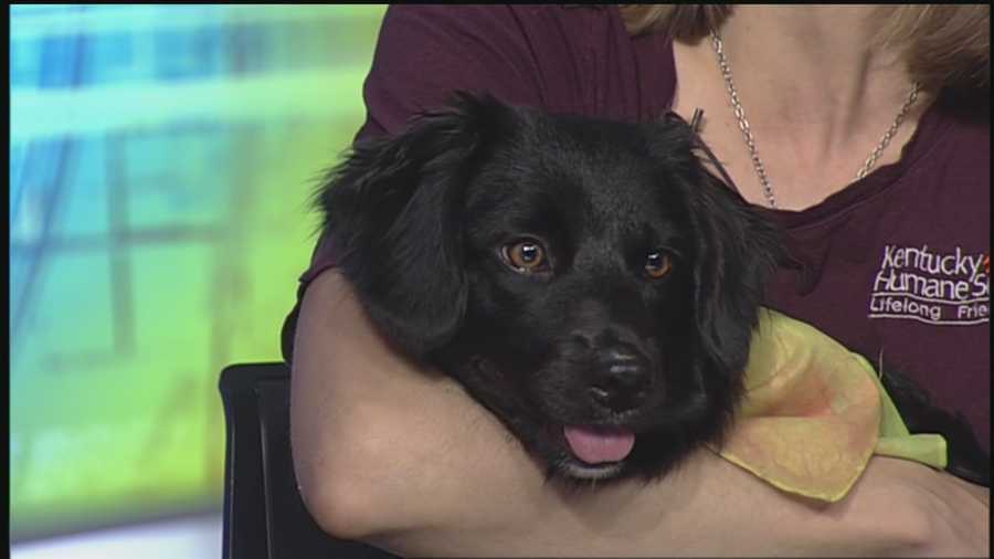 Next weekend, the Kentucky Humane Society has an event for you to enjoy the weather with your furry companion while raising money to help other animals still looking for a forever home.