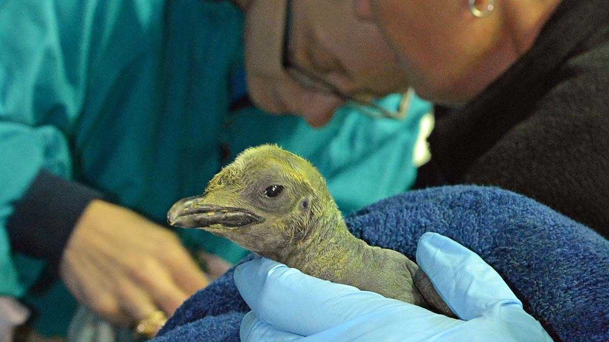 Baby penguins born at Newport Aquarium