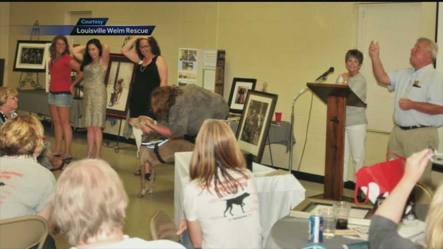 A fundraiser is planned for June 14 to help find adoptive homes for rescued weimaraners.