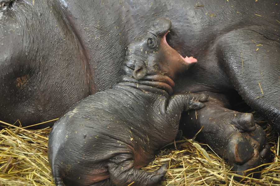 Baby hippo born at Louisville Zoo