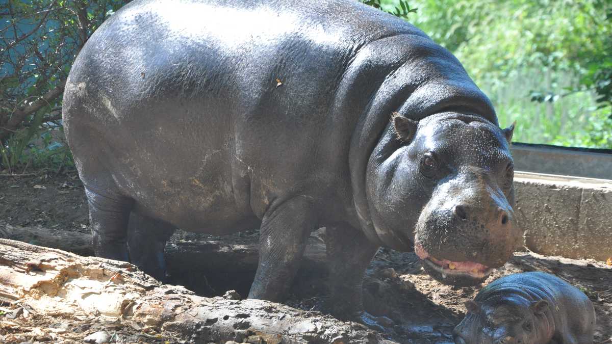 Louisville Zoo animals to get Halloween pumpkins
