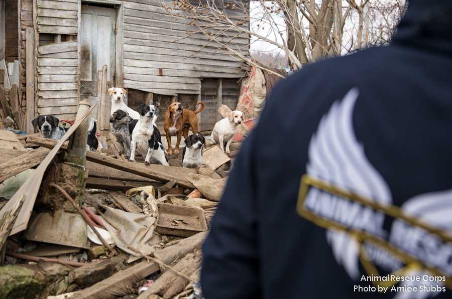 Animal Hoarding Rescue