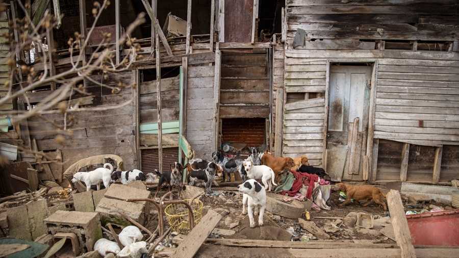 Animal Hoarding Rescue