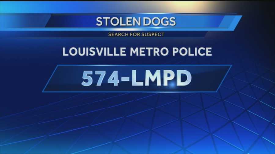 Stolen dogs missing, 1 suspect arrested