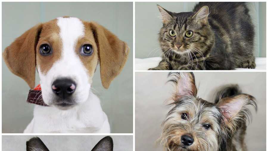 There are so many adorable dogs and cats up for adoption in our area through the Kentucky Humane Society. Click through the slideshow and who knows, you may just find the perfect dog or cat for you and your family.