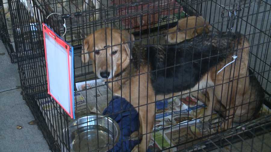 Hoarding case update: Some dogs, puppies ready for adoption