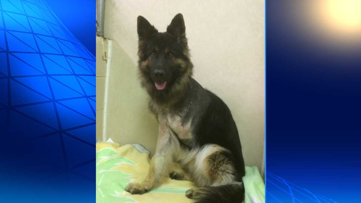 Authorities have no new leads in serial dog shooting cases