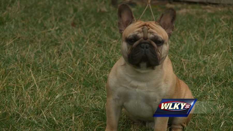 A French bulldog owned by an Elizabethtown couple may look like a typical family pet, but in the world of dog showmanship, he's a champion.