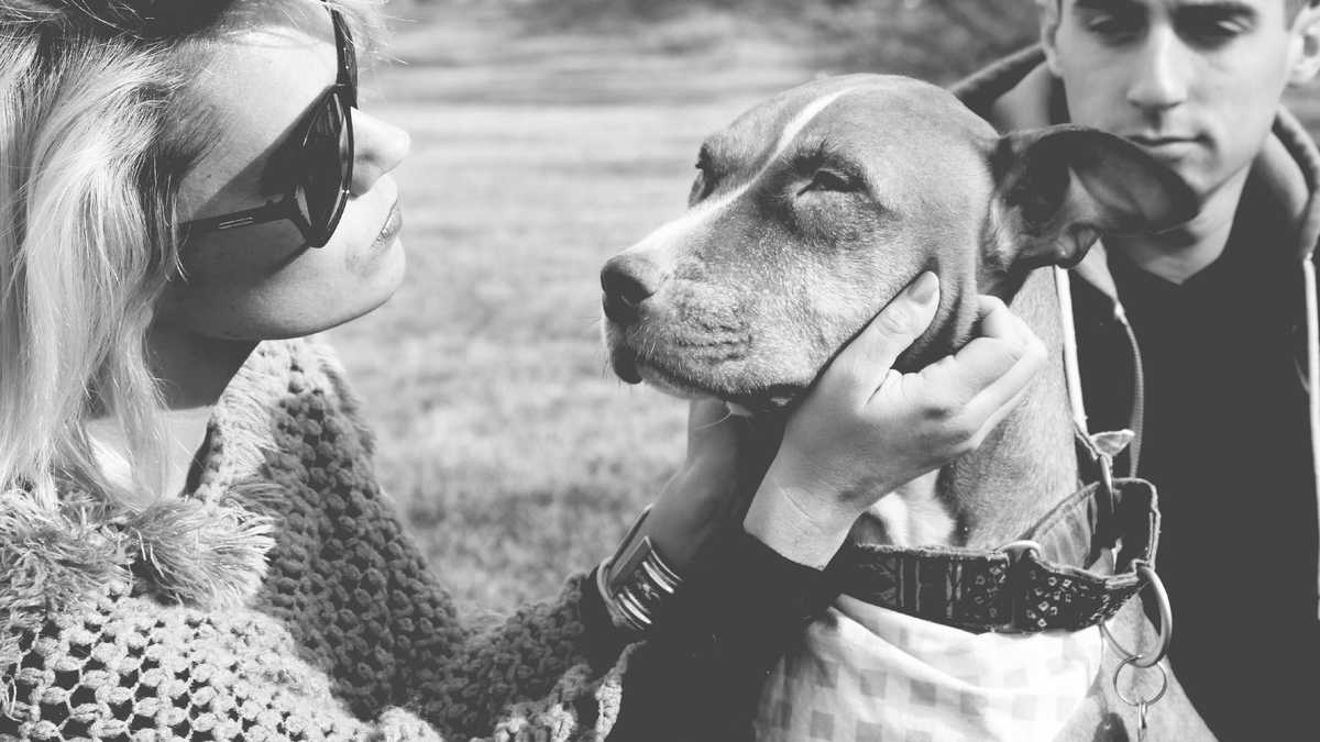 Saving Sunny Devastating news for dog thrown from bridge