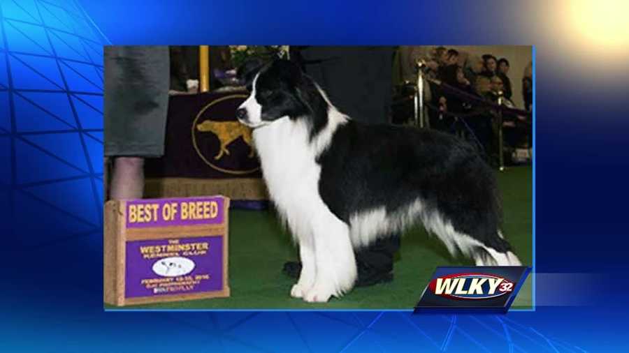 Local dog wins best of breed at Westminster