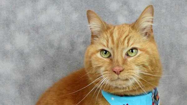 Images: Adoption fees waived for older cats
